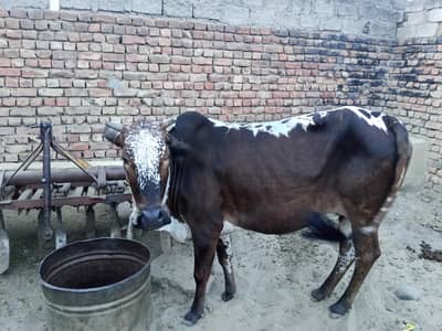 Qurbani ki cow