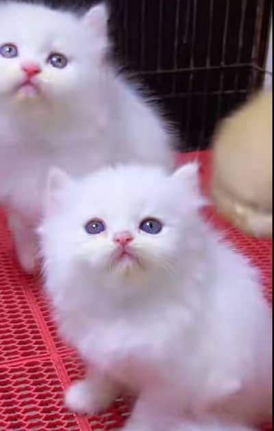Persian kittens available for sale