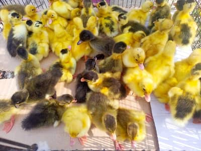 duck chicks for sale