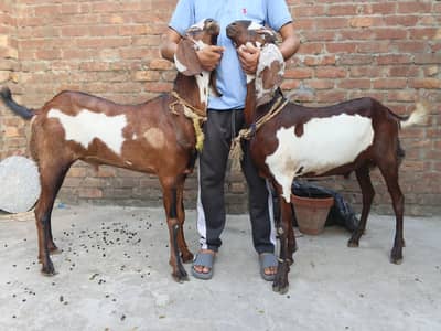 Bakra jori for sale demand 280k