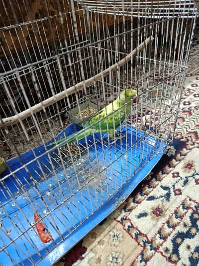 A beautiful lovely green parrot
