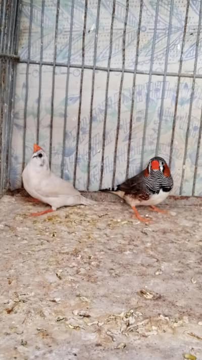 Finch pair & java  available