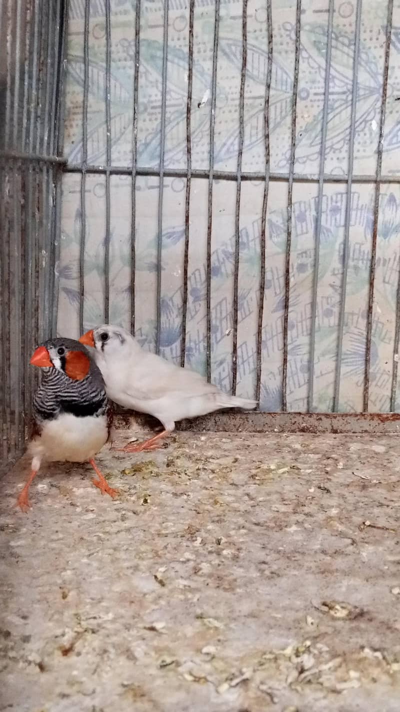 Finch pair & java  available 1