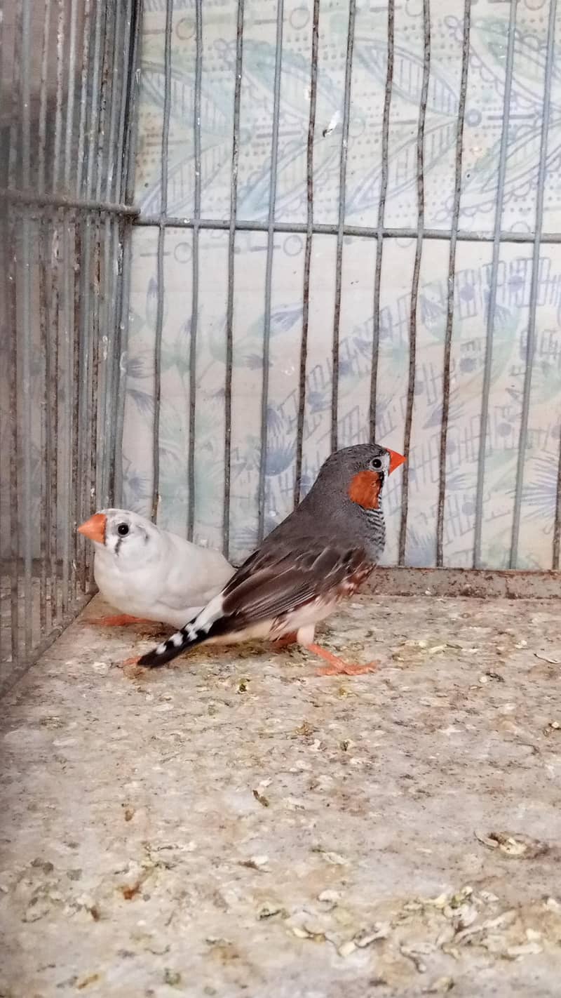 Finch pair & java  available 2