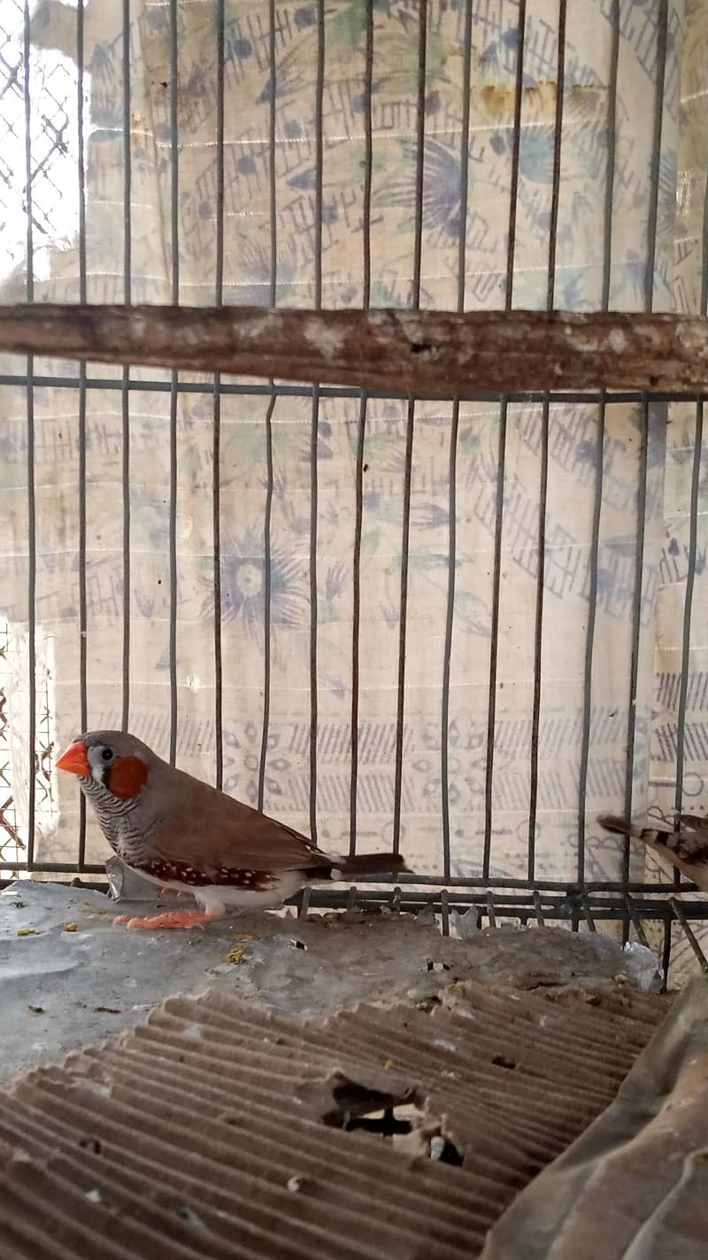 Finch pair & java  available 3