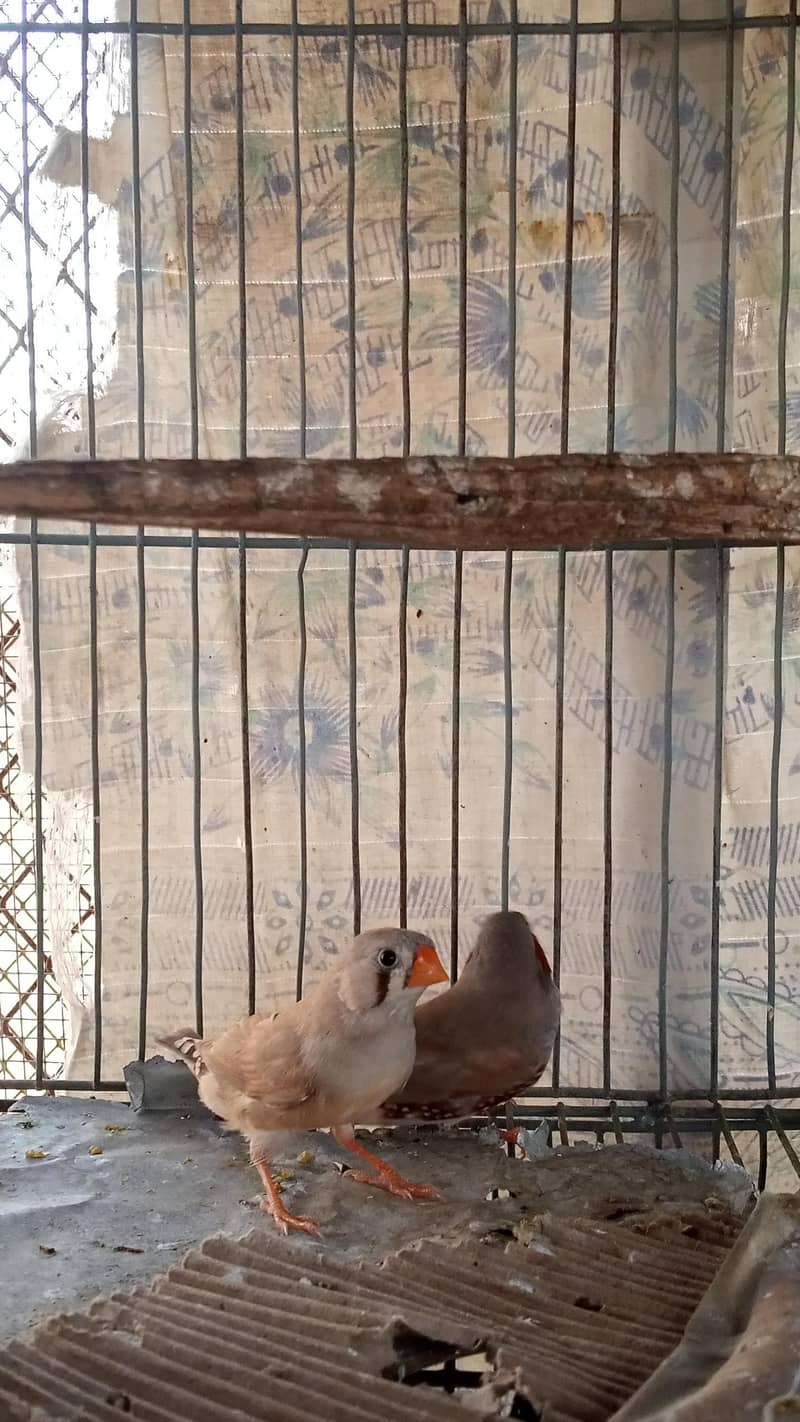 Finch pair & java  available 4