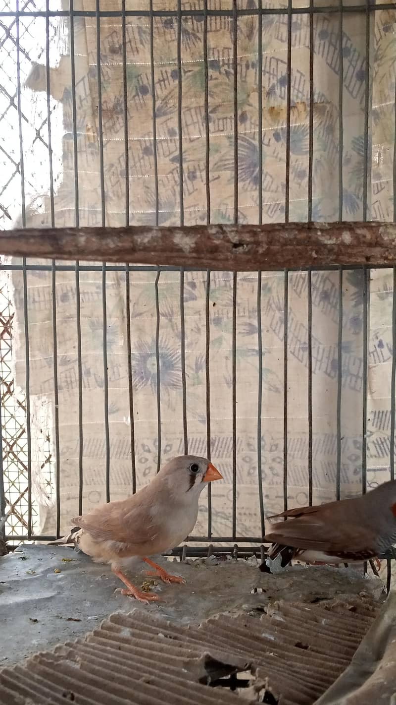 Finch pair & java  available 5