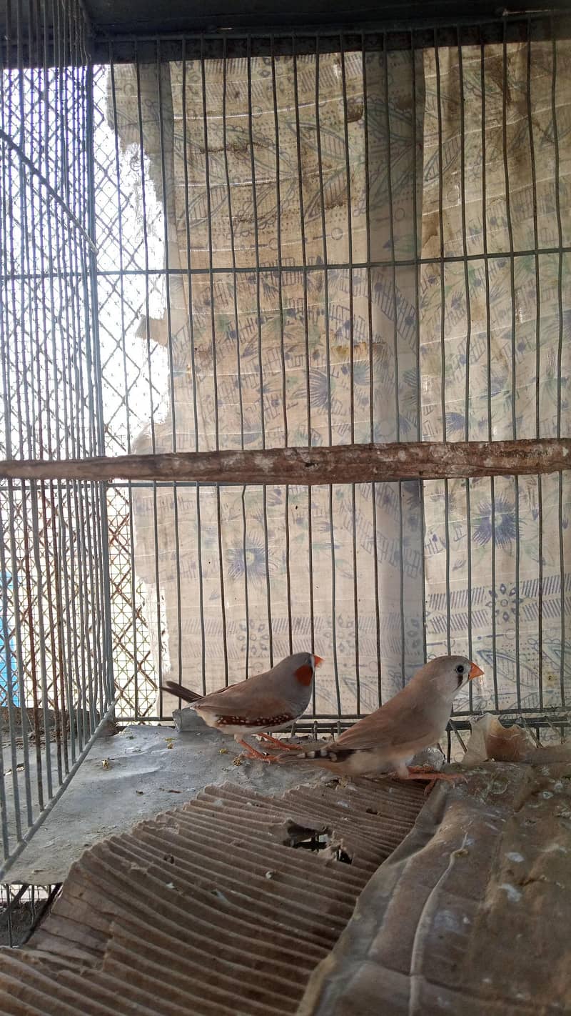 Finch pair & java  available 6