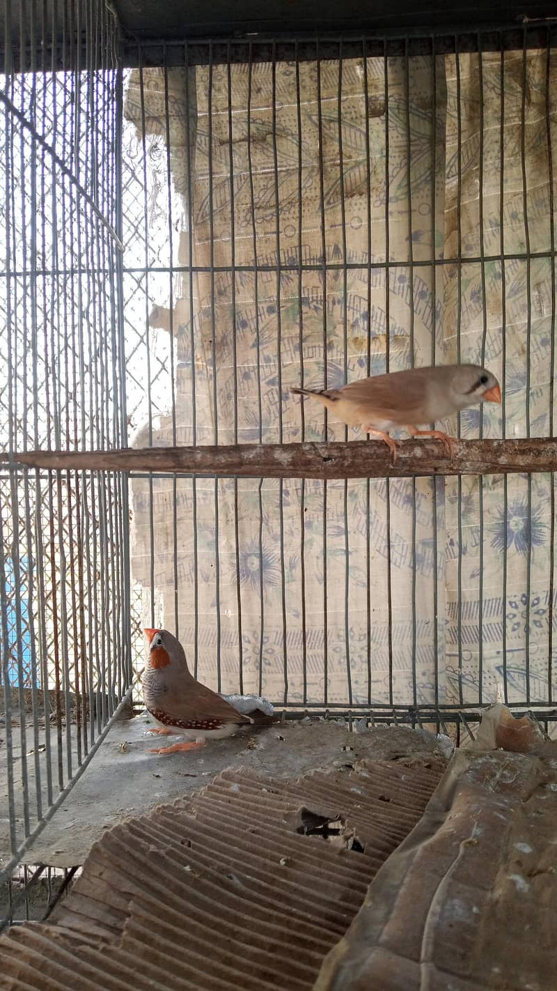 Finch pair & java  available 7