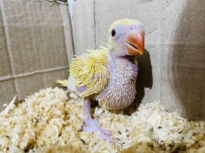 Yellow chick for sale
