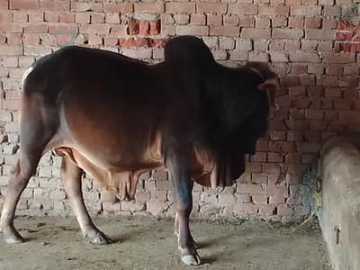 qurbani waly bachry
