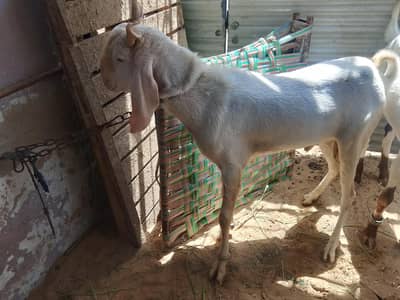 only wattsapp 03352562325 Gulabi Breeder For Sale  2 dant