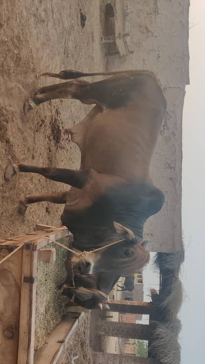 vacha fore sale