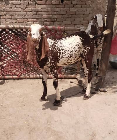 میرے پاس دو بکرے ہیں ارجنٹ سیل کرنے ہیں پک میں واٹس ایپ نمبر ہے