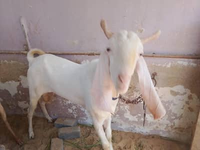 2 dant Gulabi Breeder only wattsapp 03352562325