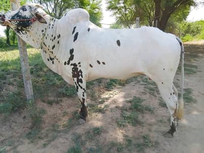 Chakwal Sahiwal Bull | Bachra | donda Wacha | Qurbani 2026 | bulls | 7