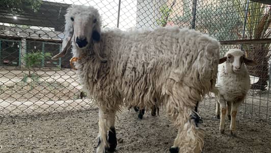 Heavy meat Dumba for sale