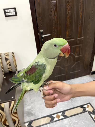 Raw parrot