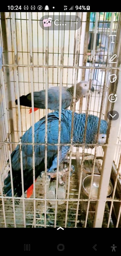 African gray pair