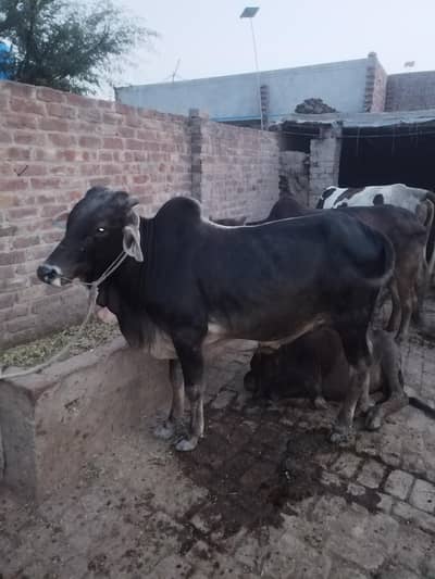 3mun 20kg  taqreeb hy atna wazan