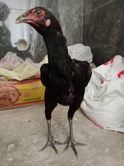 Aseel hens best breed i