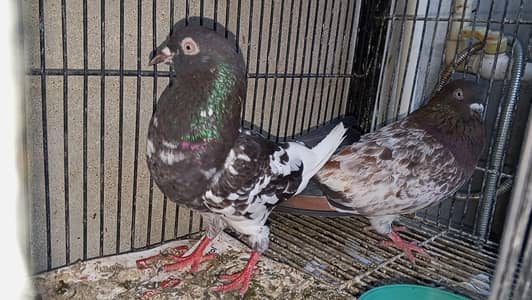 high quality pigeon