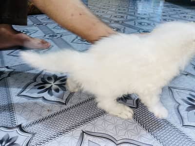 Persian double eyes kitten
