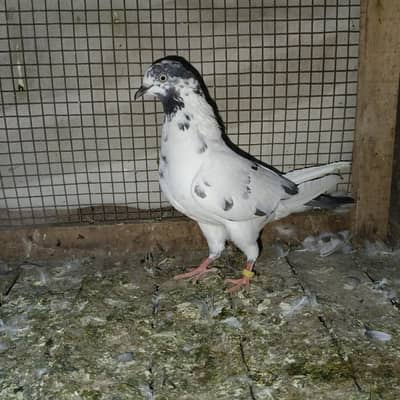 High flyers aseel pigeons