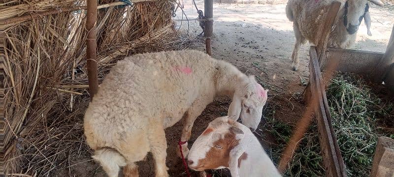 صحت مند دنبہ برائے فروخت ہے 1