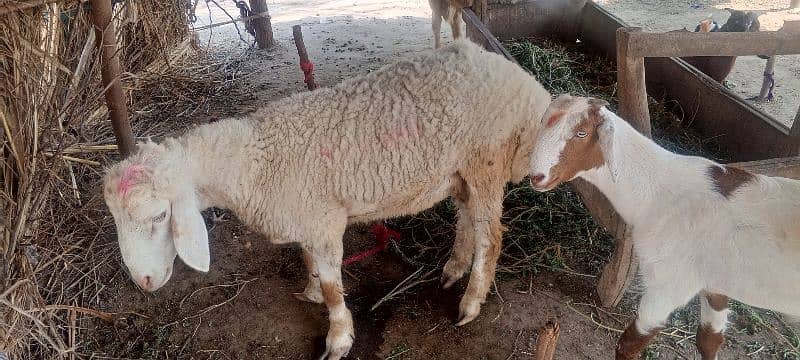 صحت مند دنبہ برائے فروخت ہے 3