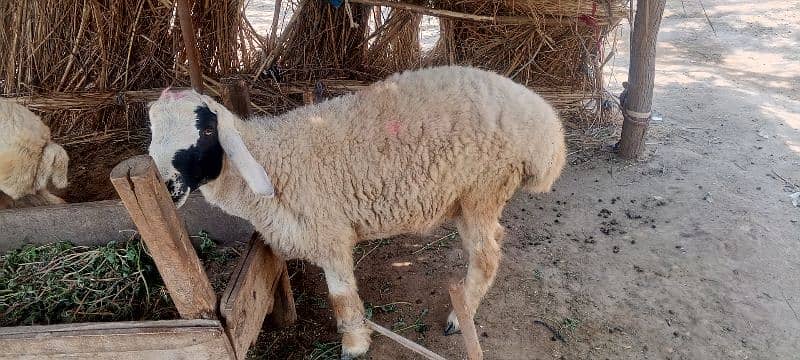 صحت مند دنبہ برائے فروخت ہے 4