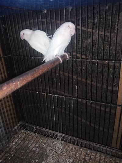Mix love Brids pairs