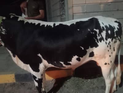 2 teeth butifull cow bull 160 kg plus weigh with normal price