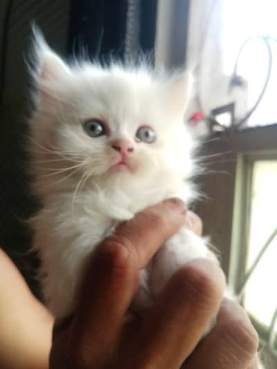 pure persian tripple coated kittens
