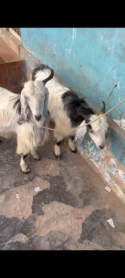 goats for sale