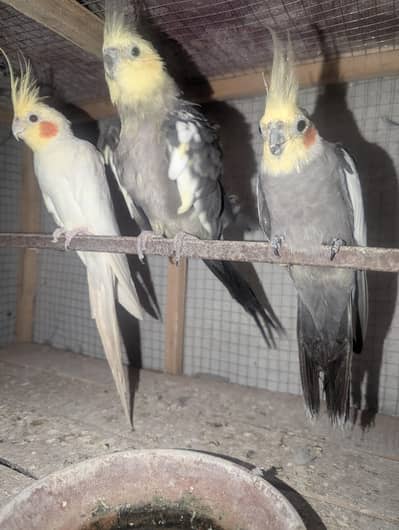 cockatiel parrots