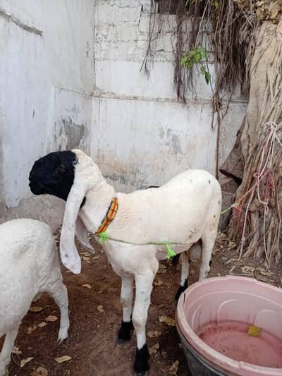 Ghar ke palay hoye dhumbay for sell