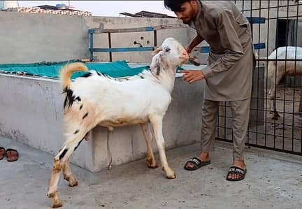 Qurbani ka bakra 2 daant Mashallah Full healthy Ghr ka plaa hua