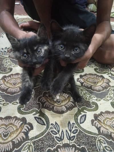 Persian cats male and female kittens