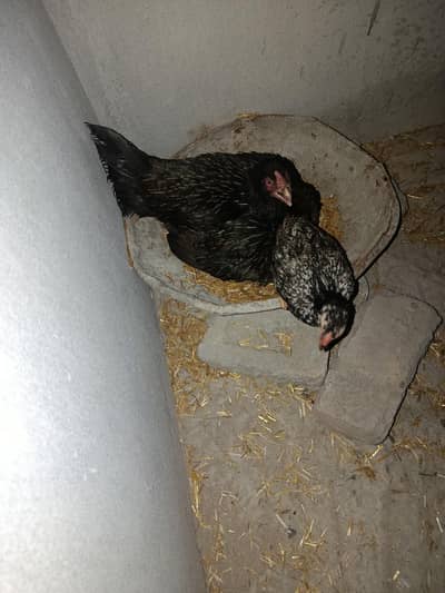 aseem murgi aur chick