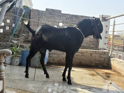 Do Bakra for sale in reasonable price