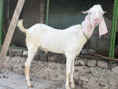 Do Bakra for sale in reasonable price