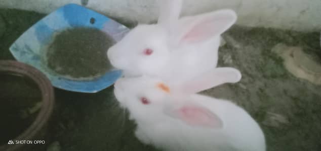rabbit sale