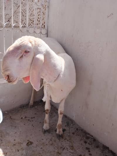 Dumba Mundra  2 dant  Good price