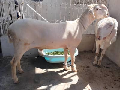 Dumba Mundra  2 dant  25-5-26