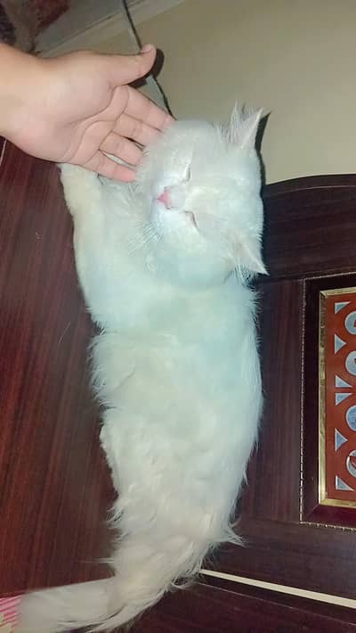 Persian male triple coated