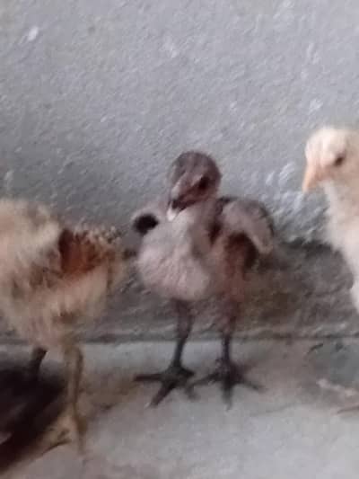 Aseel dragon chicks