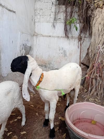Ghar ke palay hoye dhumbay for sell