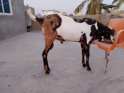 Bakra 2026