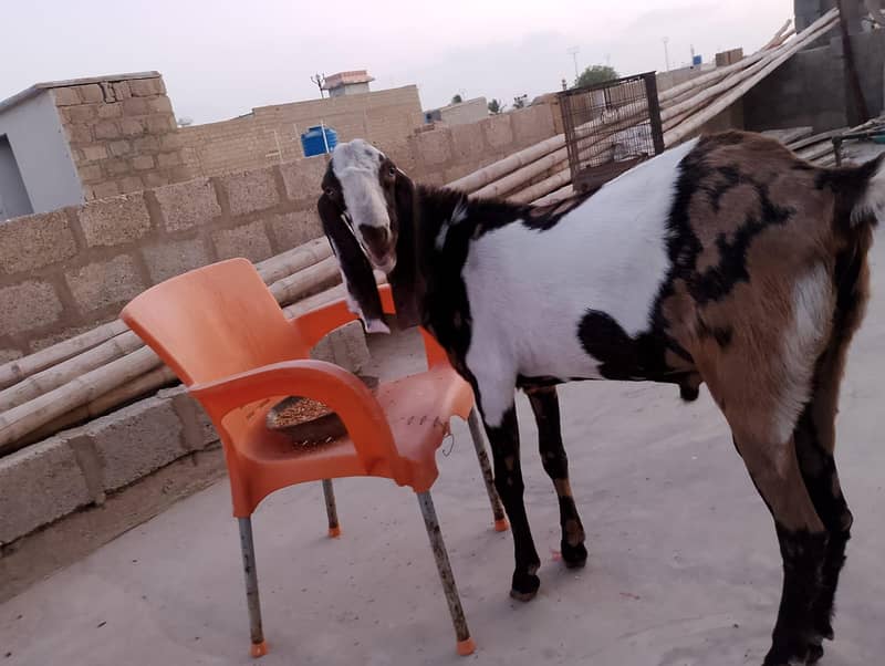 Bakra 2026 1